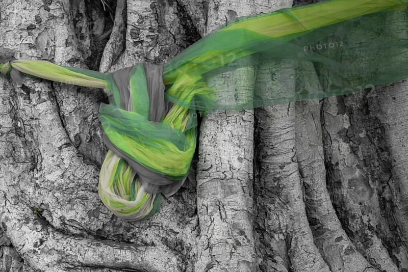 Sacred cloths around the roots of a strangler fig (Ficus religiosa), Bangkok, Thailand, Asia