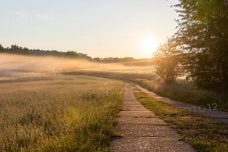 Field path between meadows and grain field with morning mist at sunrise, Bischofswerda, Saxony, Germany, Europe