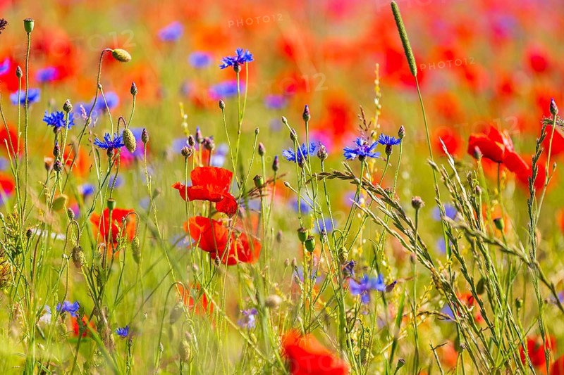 Corn poppy (Papaver rhoeas) and cornflower (Centaurea cyanus) in bloom in a meadow, Saxon Switzerland, Saxony, Germany, Europe