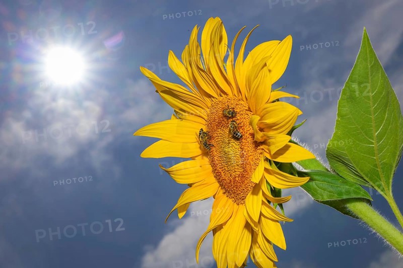 The sun shines down from the sky on a sunflower where some bees are collecting the nectar of the blossom, Frankfurt am Main, Hesse, Germany, Europe