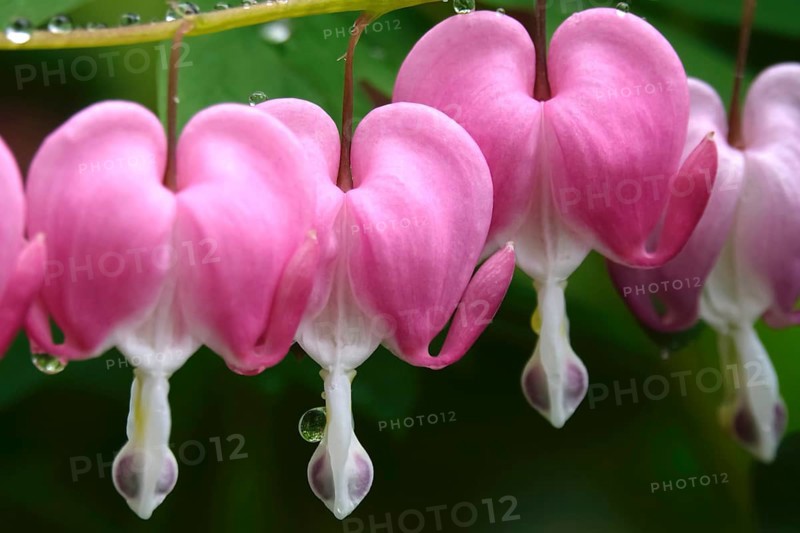 Tearful hearts after rain in April, Germany, Europe