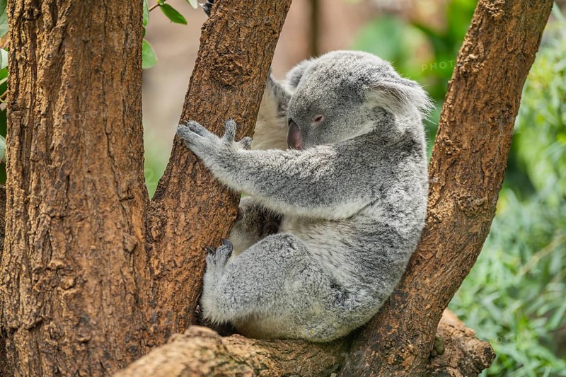 Koala (Phascolarctos cinereus) sitting on a tree, captive, distribution South Australia, Australia, Oceania