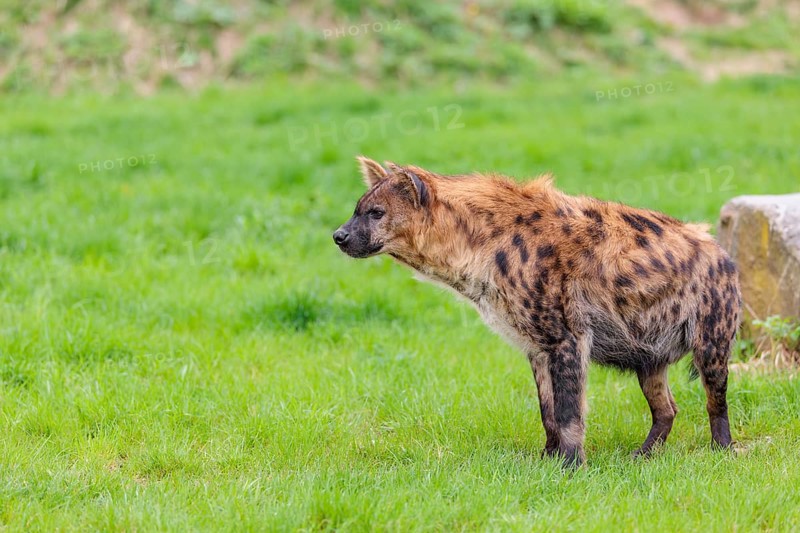 An adult female Spotted Hyena (Crocuta crocuta) stands in a green meadow