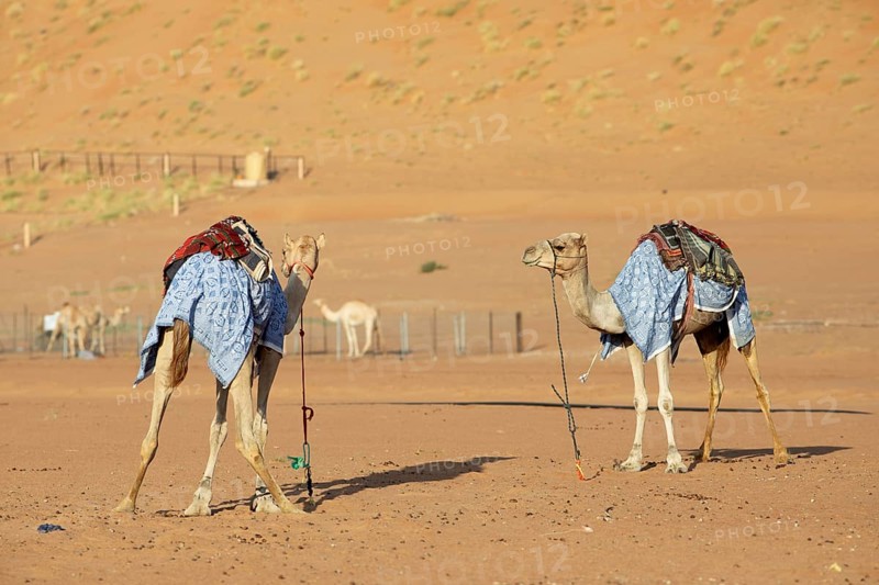 Dromedaries (Camelus dromedarius) with saddle in the Wahiba Sands or Rimal Al Wahiba or Sharqiyya Sands desert, Janub ash-Sharqiyya region, Oman, Asia