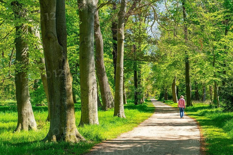 Beech trees in the park of Neuhardenberg Castle, landscape garden by architect Peter Joseph Lenne, Neuhardenberg, Märkisch-Oderland, Brandenburg, Germany, Europe