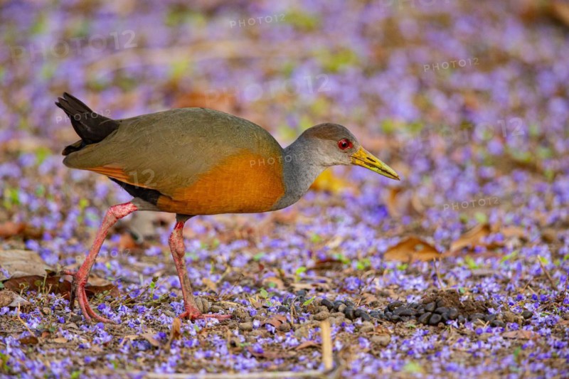 Grey-necked wood rail (Aramides cajanea) Pantanal Brazil
