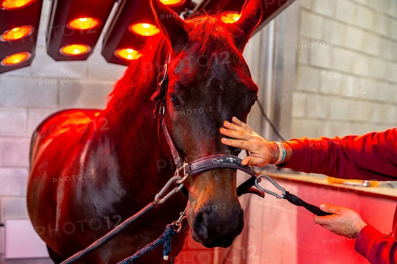 Horse under the warmth and light of a solarium installed in a stable yard building