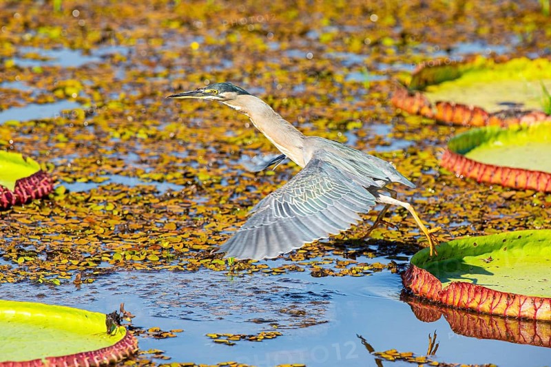 Mongrove Heron (Butorides striatus) Pantanal Brazil