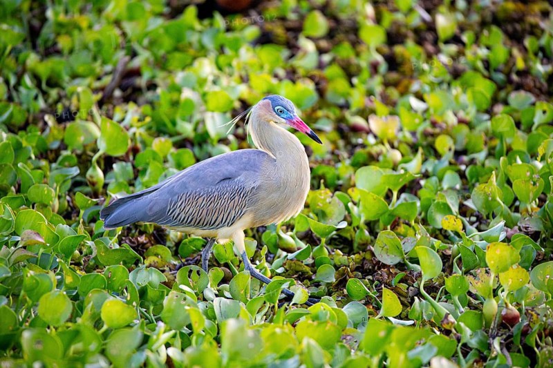 Whistling heron (Syrigma sibilatrix) Pantanal Brazil