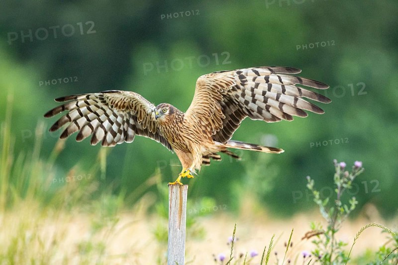Montagu's harrier (Circus pygargus) wbl Germany