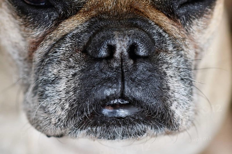 Close up of brachycephalic dog snout with gray fur of French Bulldog