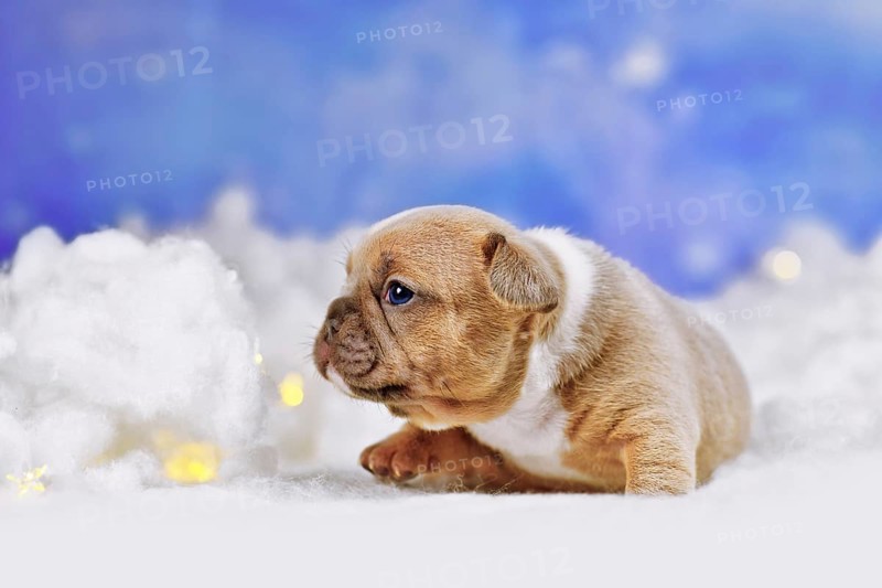 French Bulldog dog puppy between fluffy clouds with stars