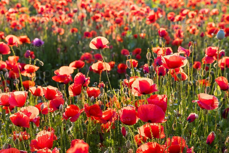 Corn poppy (Papaver rhoeas) in bloom, Callenberg, Saxony, Germany, Europe