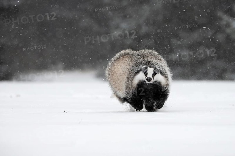 Badger in the snow, Wittlich, Rhineland-Palatinate, Germany, Europe