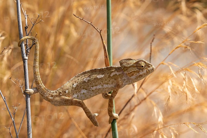 Common or Mediterranean chameleon (Chamaeleo chamaeleon) climbing between two plant stalks, hinterland of the city of Almunecar, Andalusia, Spain, Europe