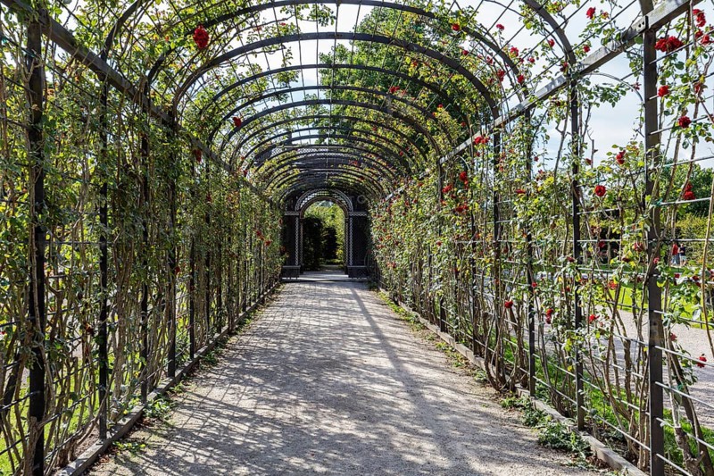 Long pergola overgrown with roses in the garden, Vienna