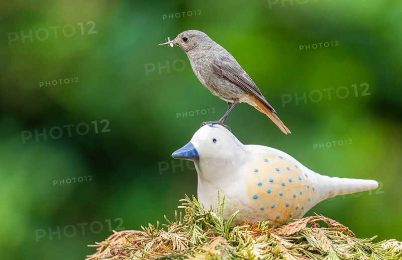 Black redstart (Phoenicurus ochruros), female sitting on a ceramic bird in the garden with food in her beak, Lower Saxony, Germany, Europe