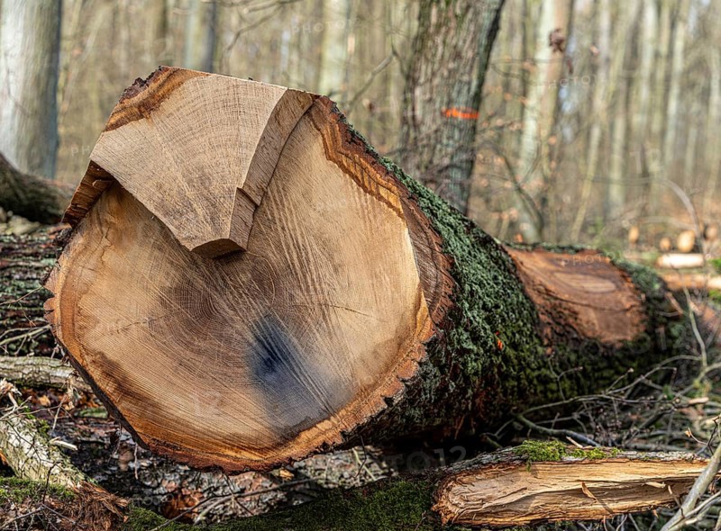 Detailed photo, forestry and clearing in the forest, Berlin, Germany, Europe