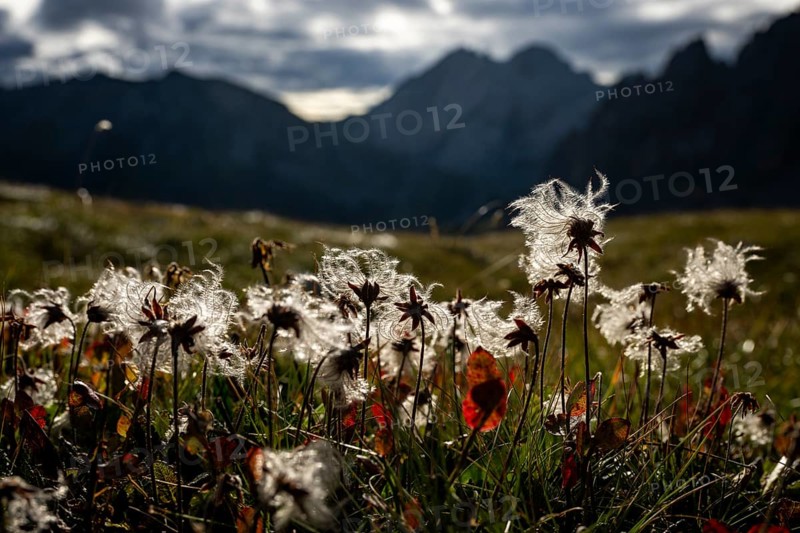 Cotton grass in a meadow with Montafon mountains in the background, Tschagguns, Rätikon, Montafon, Vorarlberg, Austria, Europe