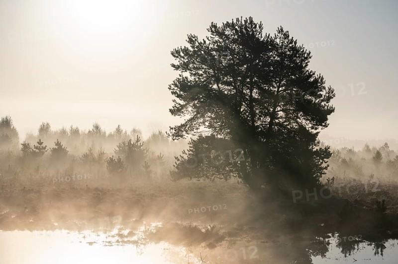 Scots pine (Pinus sylvestris) in the moor, Morgenebel, Lower Saxony, Germany, Europe