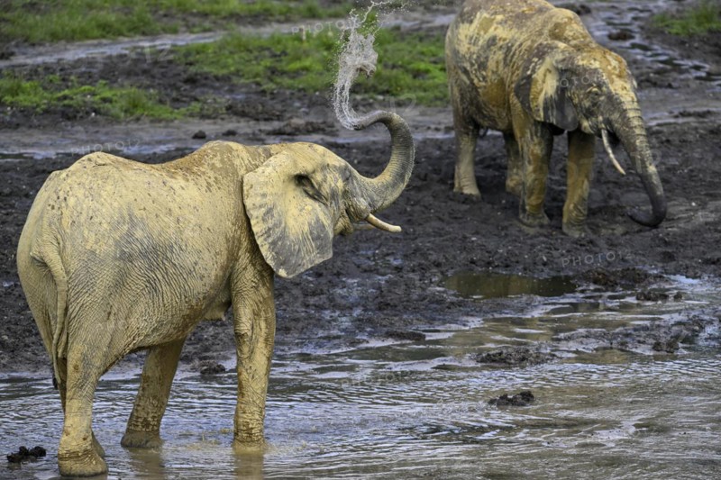 African forest elephants (Loxodonta cyclotis) in the Dzanga Bai forest clearing, Dzanga-Ndoki National Park, Unesco World Heritage Site, Dzanga-Sangha Complex of Protected Areas (DSPAC), Sangha-Mbaéré Prefecture, Central African Republic, Africa