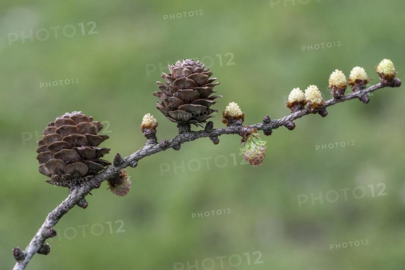Larch (Larix decidua), male and female flowers and cones, Emsland, Lower Saxony, Germany, Europe
