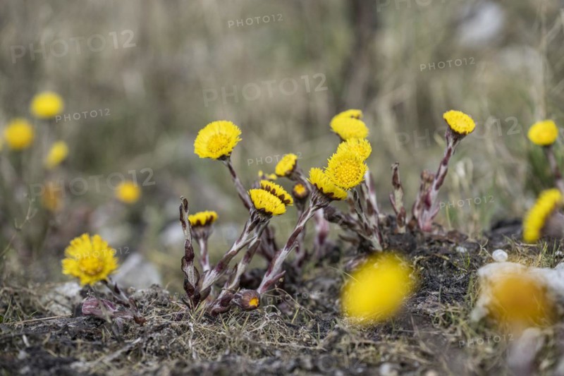 Coltsfoot (Tussilago farfara), Emsland, Lower Saxony, Germany, Europe