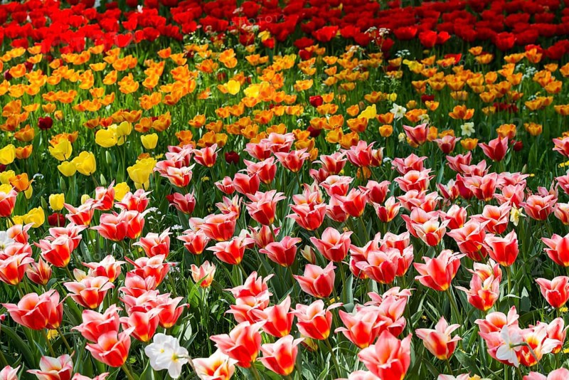 Flower meadow with colourful tulips, Mainau Island, Lake Constance, Baden-Württemberg, Germany, Europe