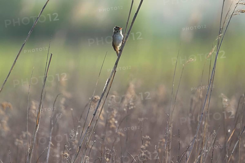 Reed warbler (Acrocephalus schoenobaenus), male singing on reeds, Lake Neusiedl National Park, Burgenland, Seewinkel, Austria, Europe