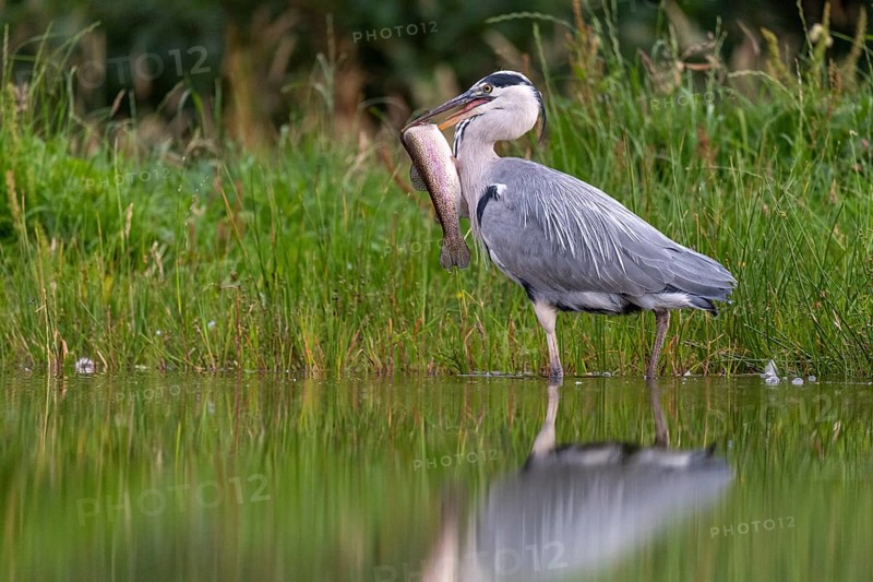 Grey heron (Ardea cinerea) with fish as prey, Aviemore, Scotland, Great Britain