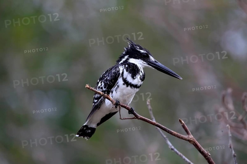 Pied kingfisher (Ceryle rudis), adult, aut Warte, alert, Saint Lucia Estuary, Isimangaliso Wetland Park, Kwazulu Natal, South Africa, Africa