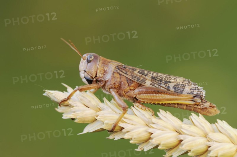 European migratory locust (Locusta migratoria), Provence, southern France
