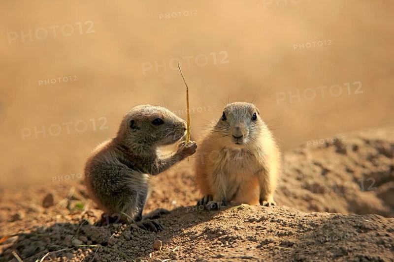 Black-tailed prairie dog (Cynomys ludovicianus), two young animals eating, siblings, North America
