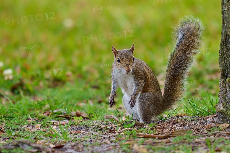 Grey Squirrel (Sciurus carolinensis), on meadow, springtime, Florida, USA, North America