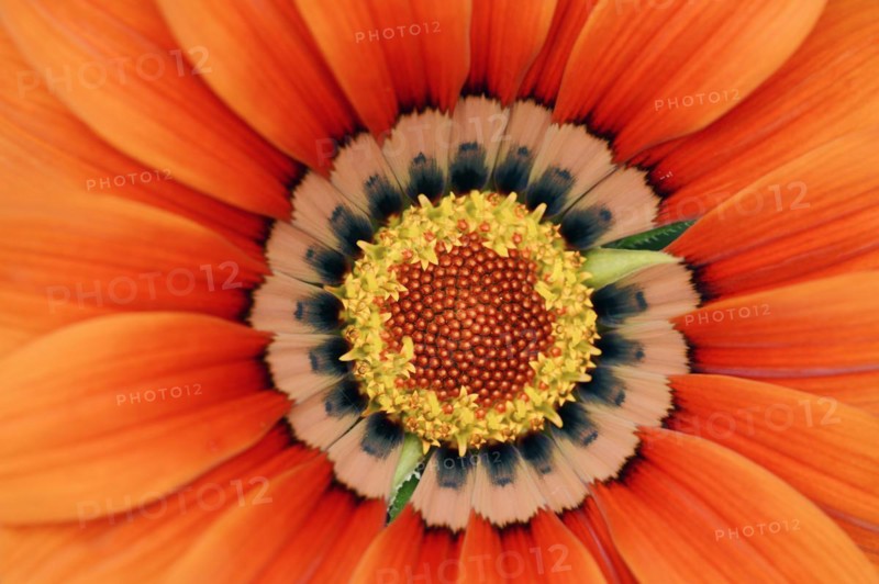 Gazania or Mittagsgold (Gazania hybride), flower detail, ornamental plant, North Rhine-Westphalia, Germany, Europe