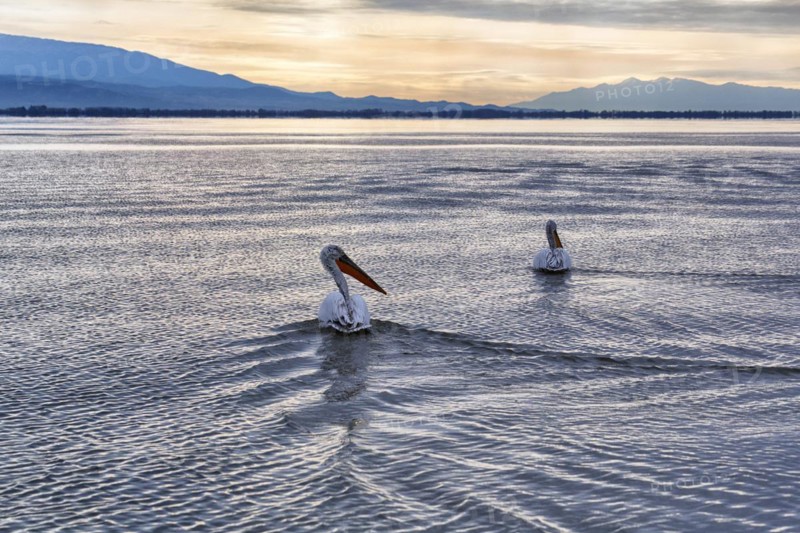 Two Dalmatian pelicans (Pelecanus crispus) swimming in Lake Kerkini, Lake Kerkini, sunrise, Central Macedonia, Greece, Europe