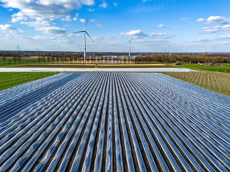 Asparagus fields, asparagus stems under foil, for faster growth, in the background foil greenhouses for strawberries, wind turbines, near Kirchhellen, district of Bottrop, North Rhine-Westphalia, Germany, Europe