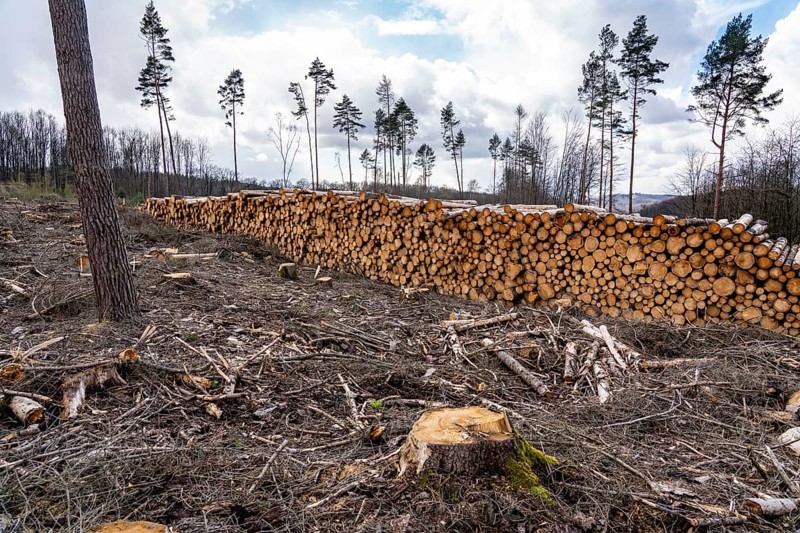 Cleared forest in the Arnsberg Forest near Warstein-Sichtigvor, Soest district, wood pile, site of a spruce forest that had died due to heavy bark beetle infestation and was felled, North Rhine-Westphalia, Germany, Europe