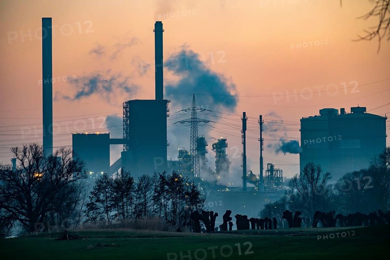 Pruned pollarded willows on the Rhine meadows in Duisburg-Friemersheim, coking plant, Hüttenwerke Krupp Mannesmann, HKM, Rhine, Duisburg, Germany, Europe