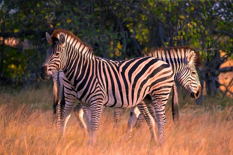 Africa, Botswana, plains zebra, Equus quappa, Botswana, Africa
