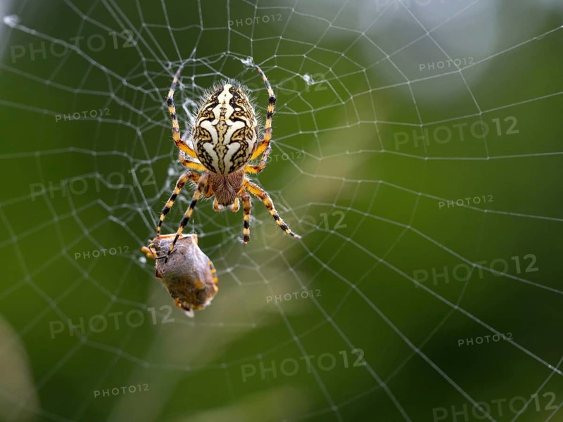 Aculepeira ceropegia, (Araneus ceropegia), macro photograph, spider, arachnid, Black Forest, Feldberg region, Baden-Württemberg, Germany, Europe