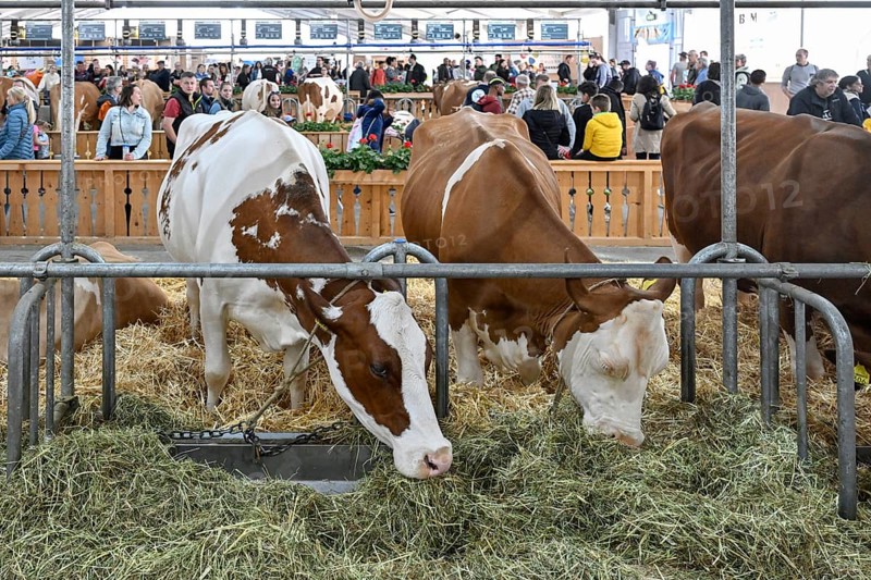 Swiss Fleckvieh dairy cows