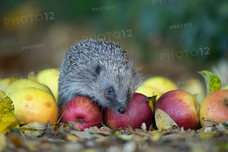 European hedgehog (Erinaceus europaeus) adult animal walking over fallen apples on a garden lawn in autumn, England, United Kingdom, Europe