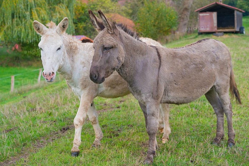 Two donkeys (Equus asinus asinus) or domestic donkeys, completely grey coloured variant with eel line and shoulder cross and rare, white animal, standing and walking on a dyke, green meadow with fence and trees and a mobile stable in the background, summer, early autumn, looking into the camera, Landkreis Heidekreis, Allertal, Niedersachsen, Germany, Landkreis Heidekreis, Allertal, Niedersachsen, Germany, Europe