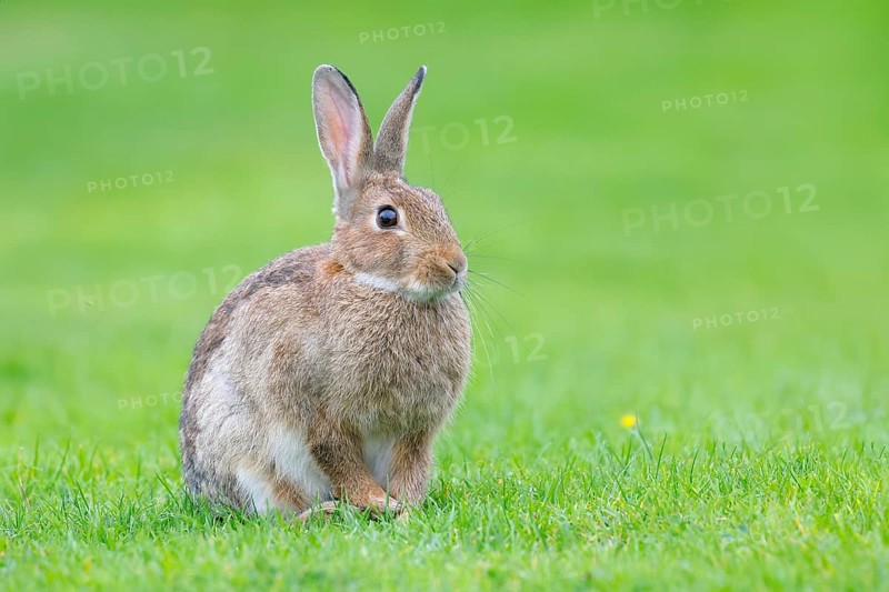 Wild rabbit (Oryctolagus cuniculus), in a meadow, adult, alert, wildlife, mammal, Baltic Sea coast, Fehmarn Island, East Holstein, Schleswig-Holstein, Germany, Europe