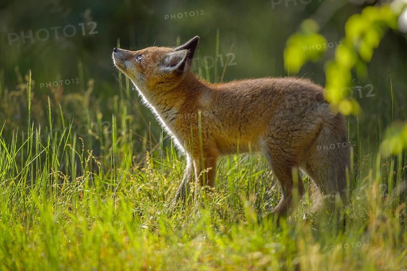 Red fox (Vulpes vulpes), young fox standing in a meadow and looking curiously, summer, Hesse, Germany, Europe