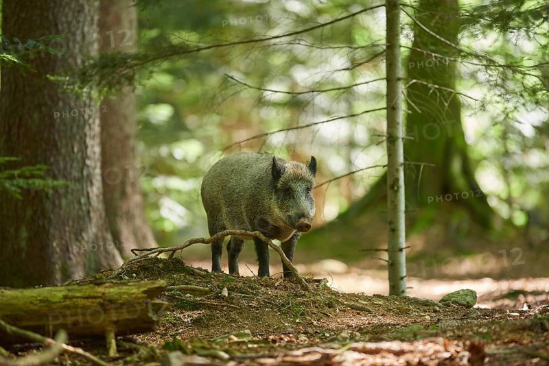 Wild boar (Sus scrofa) in a forest in summer, Bavarian Forest National Park, Bavaria, Germany, Europe