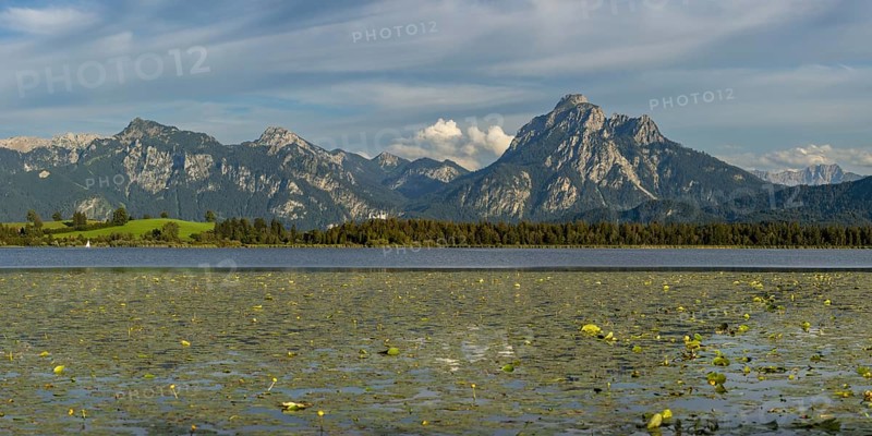 Lake Hopfensee, lakeshore with numerous water lilies, behind it the Tegelberg and the Säuling, Ammergau Alps, near Füssen, Ostallgäu, Allgäu, Upper Swabia, Swabia, Bavaria, Germany, Europe