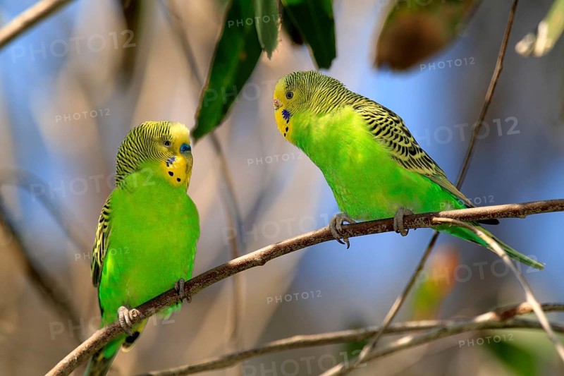 Budgerigar (Melopsittacus undulatus), adult, pair, Alice Springs, Northern Territory, Australia, Oceania