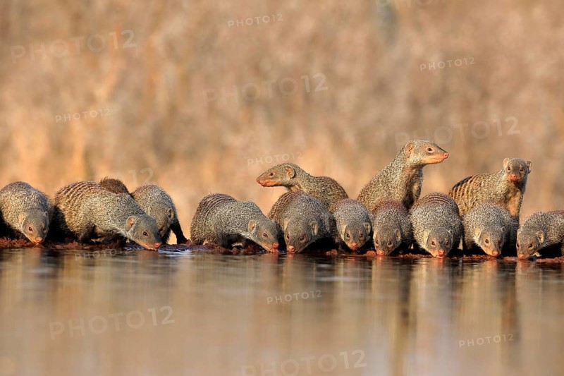 Zebra mongoose (Mungos mungo), adult, group, at the water, drinking, Kruger National Park, Kruger National Park, Kruger National Park South Africa